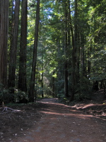North Escape Rd., Big Basin (1090ft)