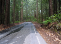 CA236 climbing over Butano Ridge into Big Basin (1420ft)