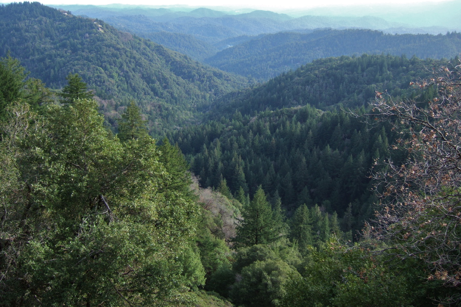 View from top of Skyline Blvd. into Deer Creek watershed.