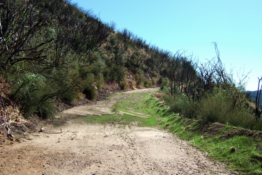 Life is returning to the land after the fire.