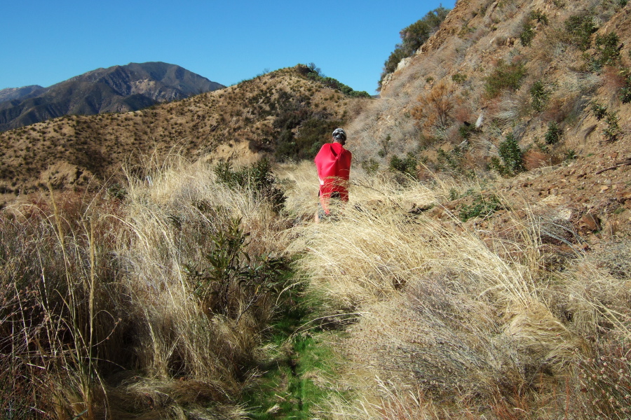 In some places the road was completely overgrown.