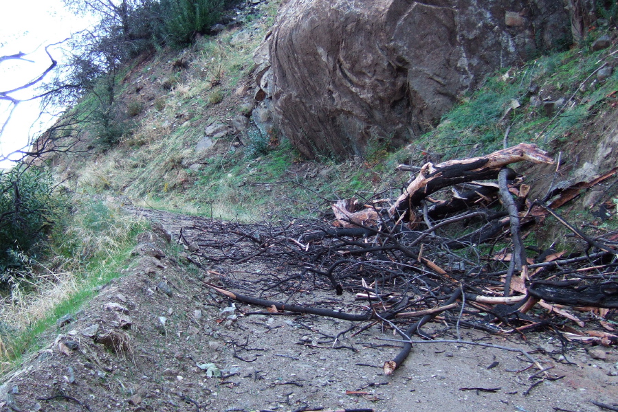 A burned tree on the road.