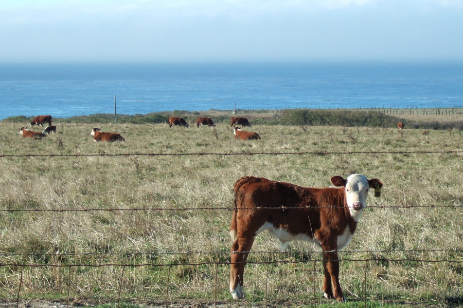 A shy calf poses for the camera.