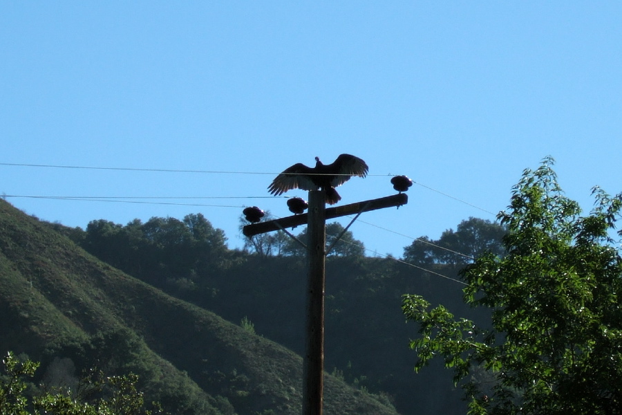 Vulture sunning itself.