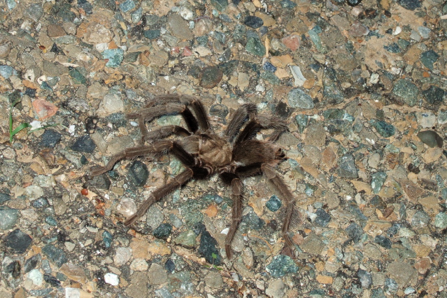 Tarantula!