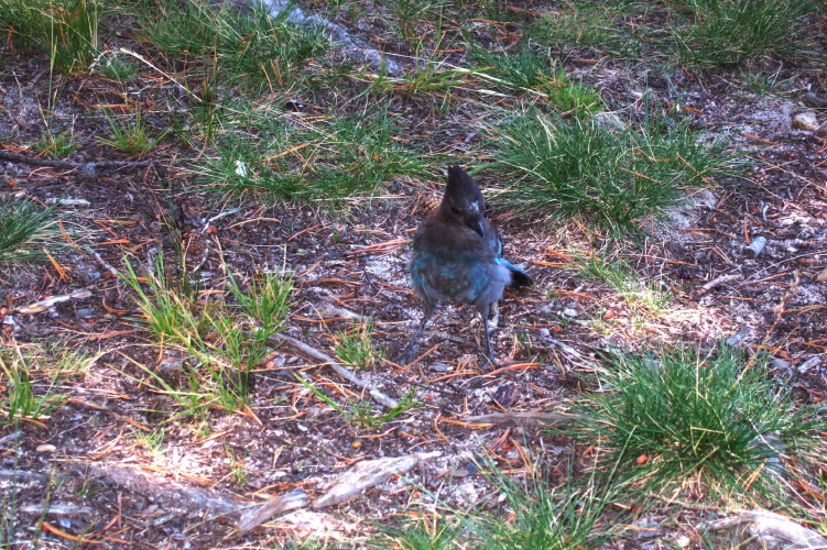 A smart stellar jay looking for nuts.