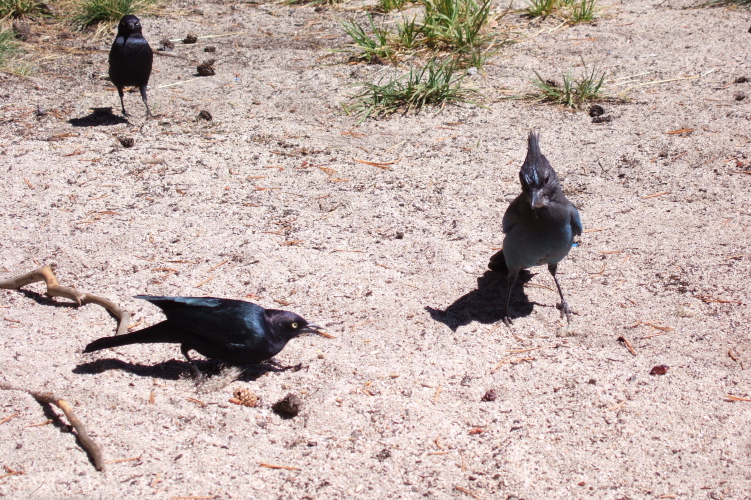 Score one for the blackbirds.