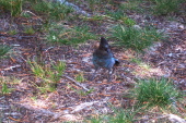 A smart stellar jay looking for nuts.