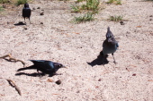 Score one for the blackbirds.
