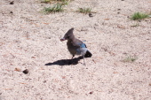 Two raisins in the beak!