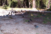 What attracted all these birds?