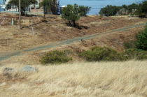 A young deer grazes near the road.