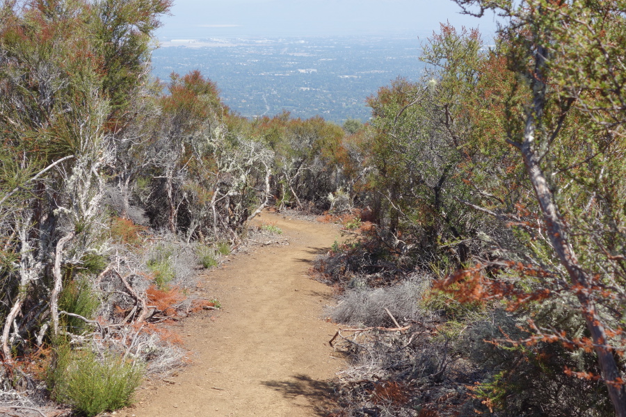 The Quarry Trail winds its way through thick groves of chamise.