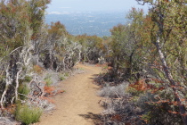The Quarry Trail winds its way through thick groves of chamise.