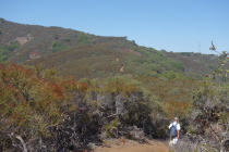 The Quarry Trail climbs a chamise-covered ridge.