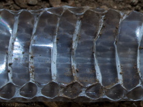 Snake skin detail