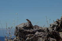 Lizard suns itself on a summit rock.