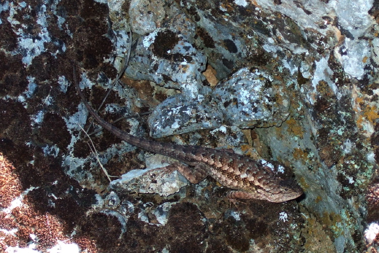Lizard on a rock at the top of Black Mountain.