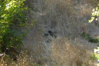 Quail in the grass (2150ft)