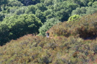 David on the lower reaches of the Black Mountain Trail (1100ft)