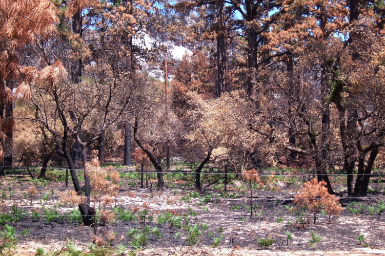 Pine forest along Martin Rd.