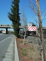 Severely trimmed redwood trees.