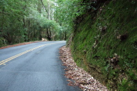 Moss-covered cliff on Ice Cream Grade Rd.