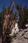 Derek on the Methuselah Trail (3)