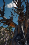 Gnarled wood.