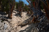 Bristlecones growing in their natural environment
