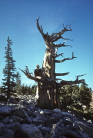 David sits in the lap of an old bristlecone pine.