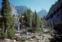 David at the bristlecone pines