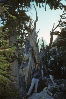 Bill stands in front of an old bristlecone pine tree.