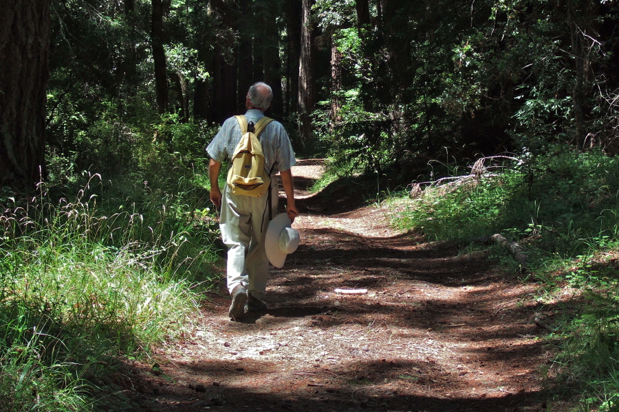 David continues past the big trees on the Towne Fire Road.