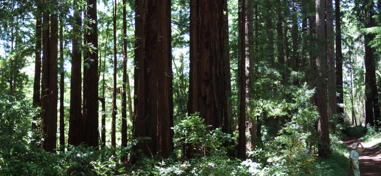 David stops to admire the redwoods.