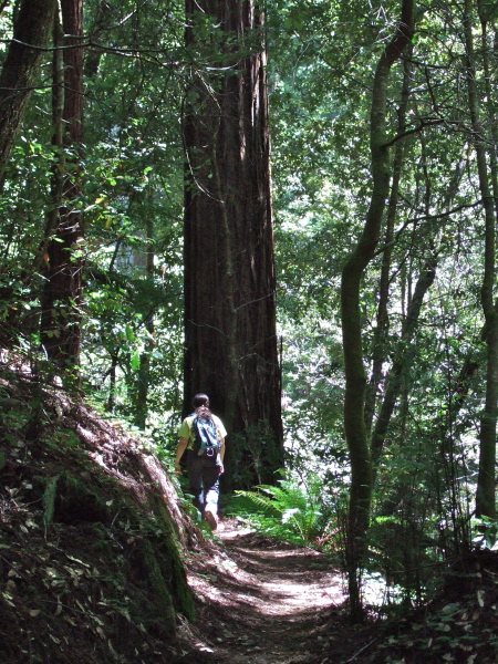 Stella passes a big redwood.
