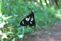 A Checkerspot butterfly rests on a blade of grass. (1)