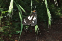 A Checkerspot butterfly rests on a blade of grass. (2)