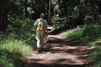 David continues past the big trees on the Towne Fire Road.