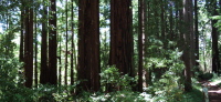 David stops to admire the redwoods.