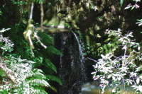 Waterfall on Jones Creek
