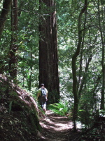 Stella passes a big redwood.