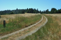 Previous