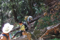 Climbing over fallen trees.