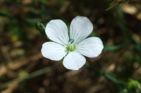 Baby Blue Eye
