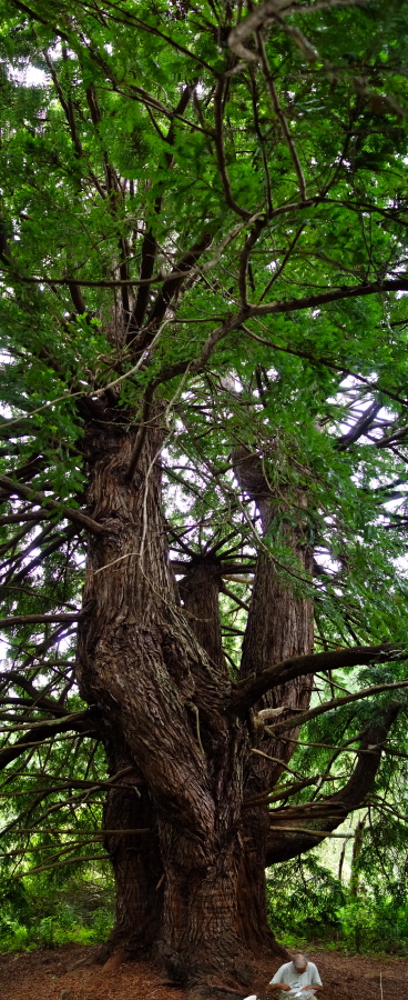 David enjoys lunch beneath the sharp spears of the Candelabra Tree.