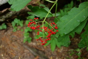Red elderberry