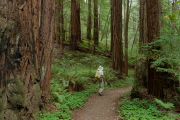 David continues up the Little Butano Trail.