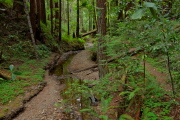 View down Little Butano Creek