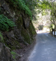 Climbing past the fern- and moss-covered rocks.